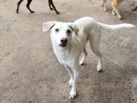 MORGANO, Hund, Mischlingshund in Gudow - Bild 2