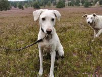 MORGANO, Hund, Mischlingshund in Gudow - Bild 3
