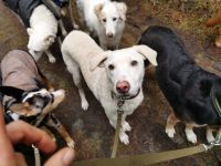 MORGANO, Hund, Mischlingshund in Gudow - Bild 4