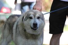 MELAK2, Hund, Alaskan Malamute-kaukasischer Owtscharka-Mix in Ungarn - Bild 1