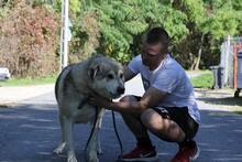 MELAK2, Hund, Alaskan Malamute-kaukasischer Owtscharka-Mix in Ungarn - Bild 2