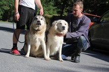 MELAK2, Hund, Alaskan Malamute-kaukasischer Owtscharka-Mix in Ungarn - Bild 3