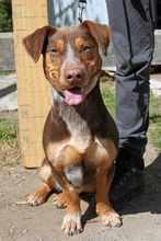 PICURKA, Hund, Mischlingshund in Ungarn - Bild 1