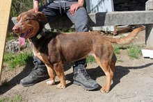 PICURKA, Hund, Mischlingshund in Ungarn - Bild 2