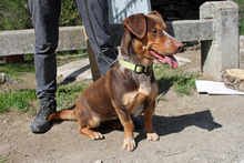 PICURKA, Hund, Mischlingshund in Ungarn - Bild 3