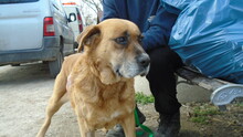 ELLIE, Hund, Mischlingshund in Ungarn - Bild 2