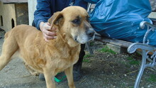 ELLIE, Hund, Mischlingshund in Ungarn - Bild 3