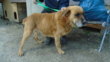 ELLIE, Hund, Mischlingshund in Ungarn - Bild 5