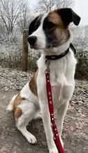BELLA, Hund, Mischlingshund in Kamen - Bild 2