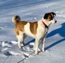 BELLA, Hund, Mischlingshund in Kamen - Bild 7