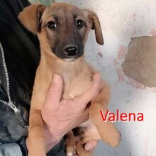 VALENA, Hund, Mischlingshund in Bulgarien - Bild 1