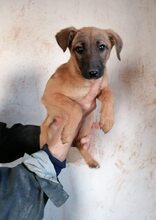 VALENA, Hund, Mischlingshund in Bulgarien - Bild 3