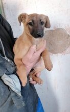 VALENA, Hund, Mischlingshund in Bulgarien - Bild 6