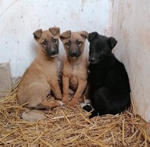 VALENA, Hund, Mischlingshund in Bulgarien - Bild 7