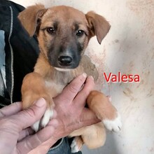 VALESA, Hund, Mischlingshund in Bulgarien - Bild 1