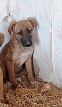 VALESA, Hund, Mischlingshund in Bulgarien - Bild 2