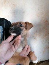 VALESA, Hund, Mischlingshund in Bulgarien - Bild 4