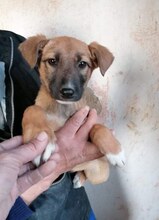 VALESA, Hund, Mischlingshund in Bulgarien - Bild 5