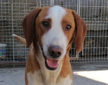 LENNY, Hund, Save Bracke in Kroatien - Bild 1