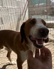 LENNY, Hund, Save Bracke in Kroatien - Bild 12