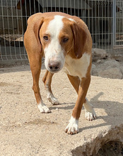 LENNY, Hund, Save Bracke in Kroatien - Bild 15