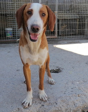 LENNY, Hund, Save Bracke in Kroatien - Bild 2