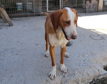 LENNY, Hund, Save Bracke in Kroatien - Bild 3