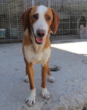 LENNY, Hund, Save Bracke in Kroatien - Bild 4