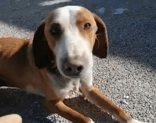 LENNY, Hund, Save Bracke in Kroatien - Bild 5