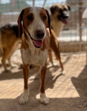 LENNY, Hund, Save Bracke in Kroatien - Bild 8