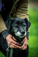 PORCUKOR, Hund, Mischlingshund in Ungarn - Bild 1