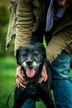 PORCUKOR, Hund, Mischlingshund in Ungarn - Bild 3