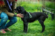 PORCUKOR, Hund, Mischlingshund in Ungarn - Bild 6