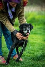 PORCUKOR, Hund, Mischlingshund in Ungarn - Bild 7