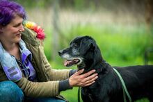 PORCUKOR, Hund, Mischlingshund in Ungarn - Bild 9