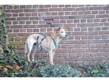SOMA, Hund, Mischlingshund in Lage - Bild 11