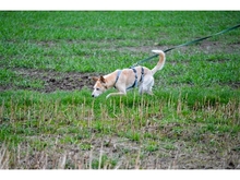 SOMA, Hund, Mischlingshund in Lage - Bild 12