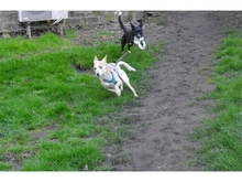 SOMA, Hund, Mischlingshund in Lage - Bild 5
