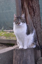 TALI, Katze, Europäisch Kurzhaar in Bulgarien - Bild 1