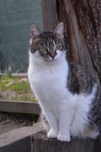TALI, Katze, Europäisch Kurzhaar in Bulgarien - Bild 2