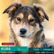 KUBA, Hund, Mischlingshund in Bremen - Bild 1