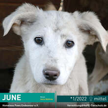JUNE, Hund, Mischlingshund in Rumänien - Bild 1