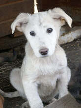 JUNE, Hund, Mischlingshund in Rumänien - Bild 4