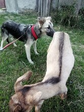 ROMINA, Hund, Mischlingshund in Rumänien - Bild 10