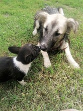 ROMINA, Hund, Mischlingshund in Rumänien - Bild 12