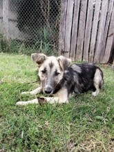 ROMINA, Hund, Mischlingshund in Rumänien - Bild 13