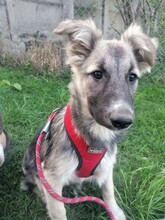 ROMINA, Hund, Mischlingshund in Rumänien - Bild 21