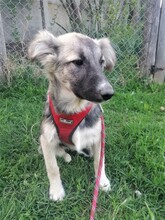 ROMINA, Hund, Mischlingshund in Rumänien - Bild 22