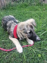 ROMINA, Hund, Mischlingshund in Rumänien - Bild 24
