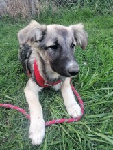 ROMINA, Hund, Mischlingshund in Rumänien - Bild 25